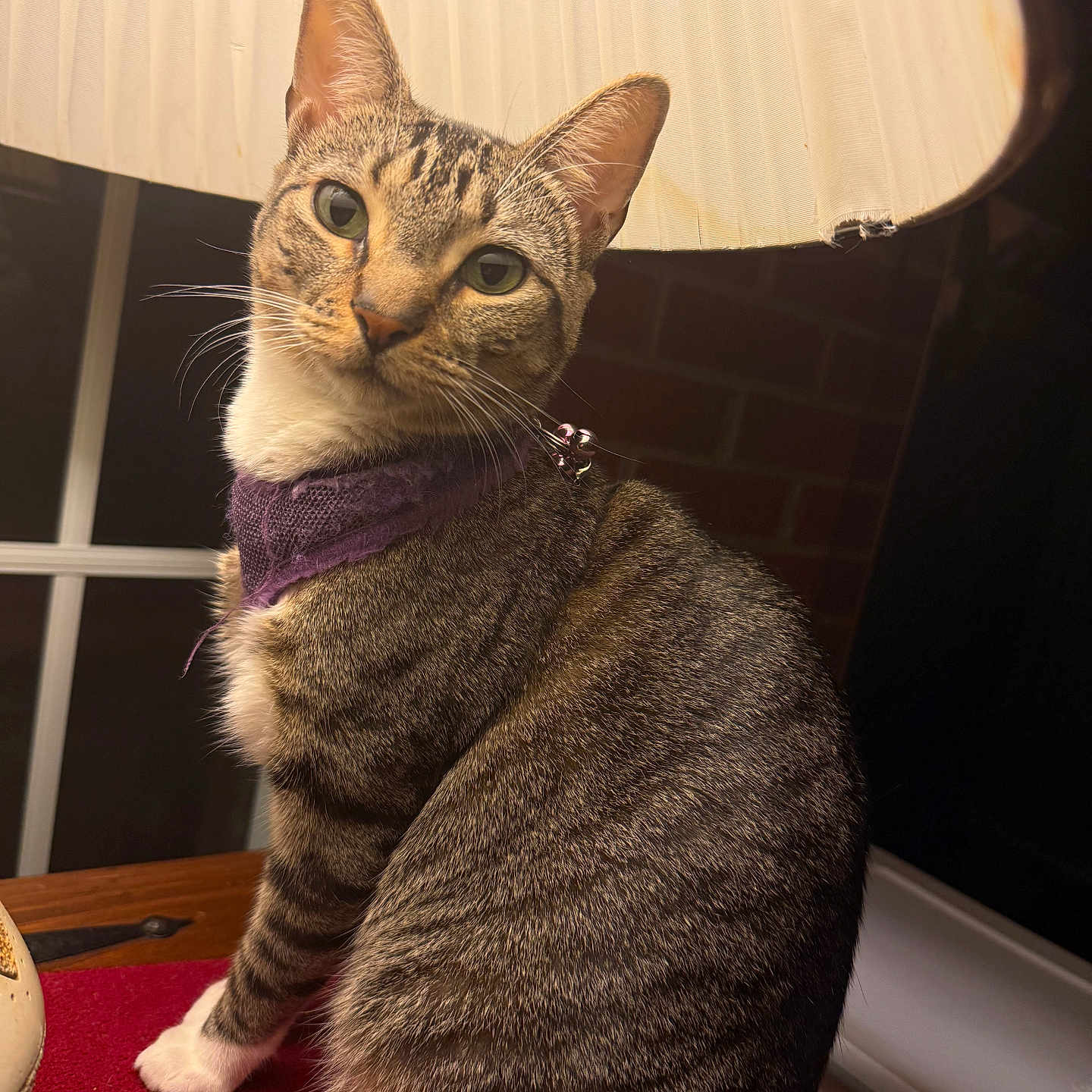 Bandita is registered to the contest to win money with this photo: cat, tabby, purple_bandana, lamp, lampshade, red_surface, indoor, pet, whiskers, striped_fur, window, table, domestic_animal, feline, cute, sitting, portrait, closeup, warm_light, curious