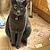 Smokey Powers