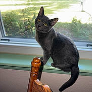 Smokey Powers is registered to the contest to win money with this photo: cat, gray_cat, windowsill, window, screen, chair, wooden_chair, indoor, pet, curious, feline, sunlight, shadow, fur, animal, yellow_eyes, green_windowsill, cozy, home, daylight