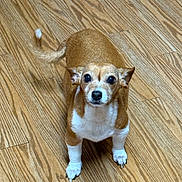 Sadie Joy is registered to the contest to win money with this photo: dog, small_dog, brown_fur, white_fur, pet, animal, wooden_floor, indoor, curious, ears, tail, standing, looking_up, canine, companion, domestic, cute, alert, paw, fur