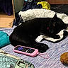 Mini Meow joined the competition — help win amazing prizes! black_cat, sleeping, blanket, remote_control, cardboard_box, fabric, bed, indoor, cozy, pet, resting, furniture, soft_texture, domestic, animal, collar, toy, casual, relaxation, home