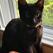 Mini Meow is registered to the contest to win money with this photo: cat, black_cat, pet, animal, window, collar, bell, indoor, feline, curious, yellow_eyes, sitting, houseplant_view, natural_light, screen_window, wooden_chair, fur, closeup, domestic_cat, young_cat