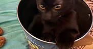 Mini Meow is registered to the contest to win money with this photo: black_cat, kitten, bucket, toy_story, popcorn_bucket, bed, blanket, walnuts, ears, yellow_eyes, indoor, pet, cute, curious, feline, animal, cozy, fur, small, container