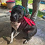 dog, black_and_white, costume, ladybug_wings, hat, outdoor, concrete_floor, person, jeans, boots, toy_truck, greenery, yard, sunlight, shadow, playful, pet, animal, curious, casual