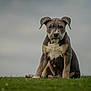 Dayron participe au concours pour gagner de l'argent avec cette photo : puppy, dog, grass, outdoor, animal, pet, sitting, young, cute, nature, canine, mammal, fur, ears, snout, white_markings, expression, alone, field, sky