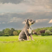 Dayron a rejoint le concours — aidez-le/la à gagner de superbes lots ! puppy, dog, grass, outdoor, field, sky, cloudy, nature, animal, sitting, young, cute, pet, canine, green, landscape, daylight, mammal, alone, fur