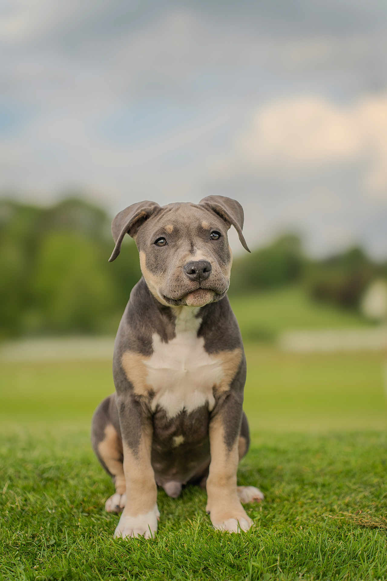 Dayron participe au concours pour gagner de l'argent avec cette photo : puppy, dog, grass, outdoor, nature, animal, cute, pet, sitting, portrait, young, mammal, fur, canine, eyes, ears, snout, white_paws, background_blur, daylight