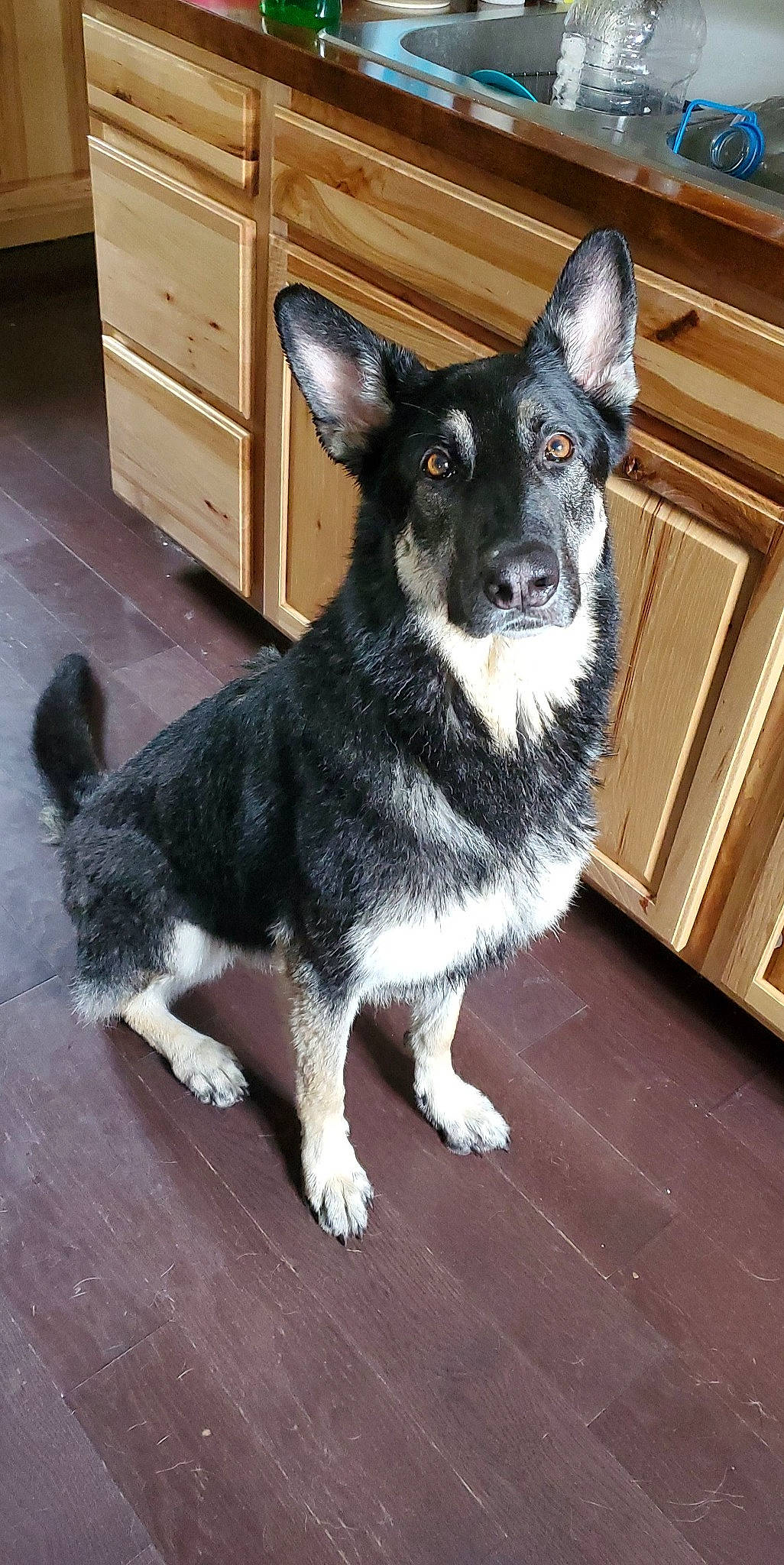 Minnie is registered to the contest to win money with this photo: cabinetry, canidae, carnivore, chest_of_drawers, companion_dog, dog, dog_breed, door, drawer, flooring, fur, grey, hardwood, sporting_group, tail, terrestrial_animal, toy_dog, whiskers, wood, working_animal