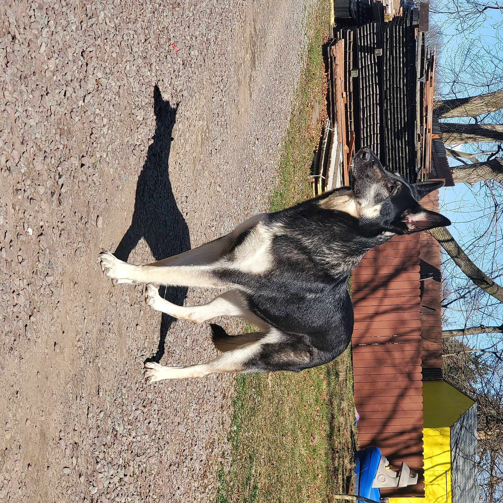 Minnie joined the competition — help win amazing prizes! art, canidae, carnivore, collar, dog, dog_breed, fawn, guard_dog, leash, plant, road_surface, shadow, sky, sporting_group, tail, tree, trunk, twig, wood, working_animal