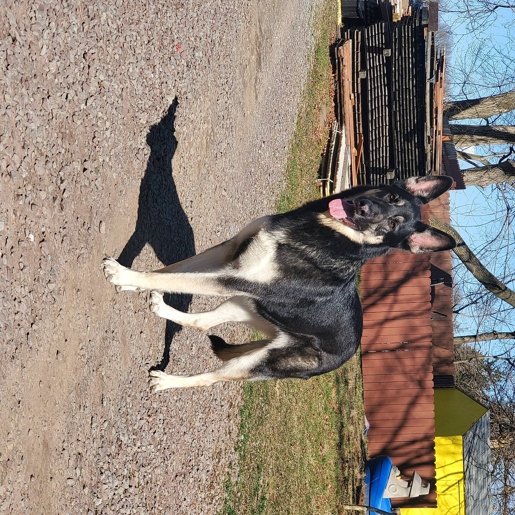 Minnie joined the competition — help win amazing prizes! art, canidae, carmine, carnivore, collar, dog, dog_breed, leash, plant, road_surface, sculpture, shadow, sky, sporting_group, tail, tree, trunk, twig, wood, working_animal