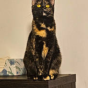 Mocha is registered to the contest to win money with this photo: cat, tortoiseshell, amber_eyes, feline, pet, domestic_animal, wooden_cabinet, tissue_box, fabric_drawer, indoor, curious, sitting, fur, animal, mammal, home_interior, looking_up, orange_black_fur, cute, whiskers