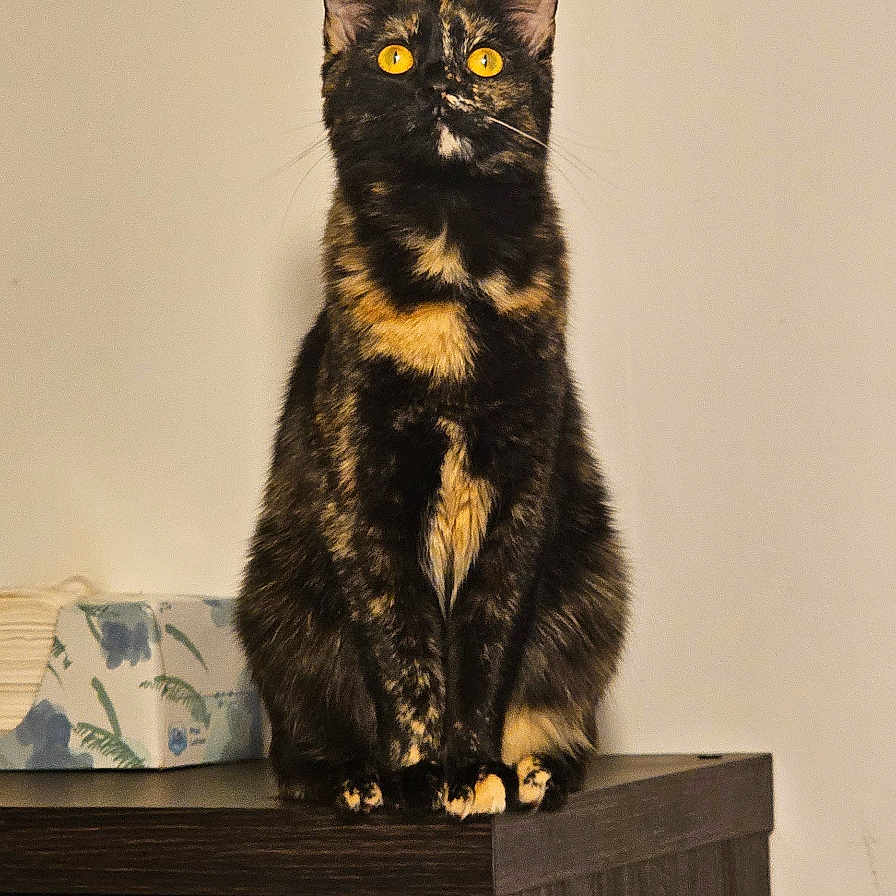 Mocha is registered to the contest to win money with this photo: amber_eyes, animal, cat, curious, cute, domestic_animal, fabric_drawer, feline, fur, home_interior, indoor, looking_up, mammal, orange_black_fur, pet, sitting, tissue_box, tortoiseshell, whiskers, wooden_cabinet