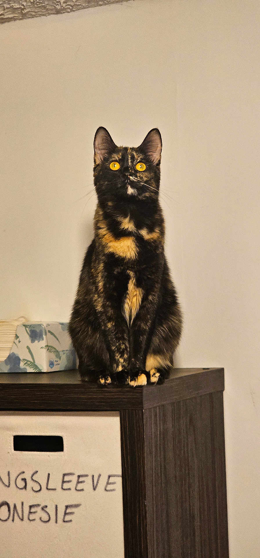 Mocha is registered to the contest to win money with this photo: cat, tortoiseshell, amber_eyes, feline, pet, domestic_animal, wooden_cabinet, tissue_box, fabric_drawer, indoor, curious, sitting, fur, animal, mammal, home_interior, looking_up, orange_black_fur, cute, whiskers