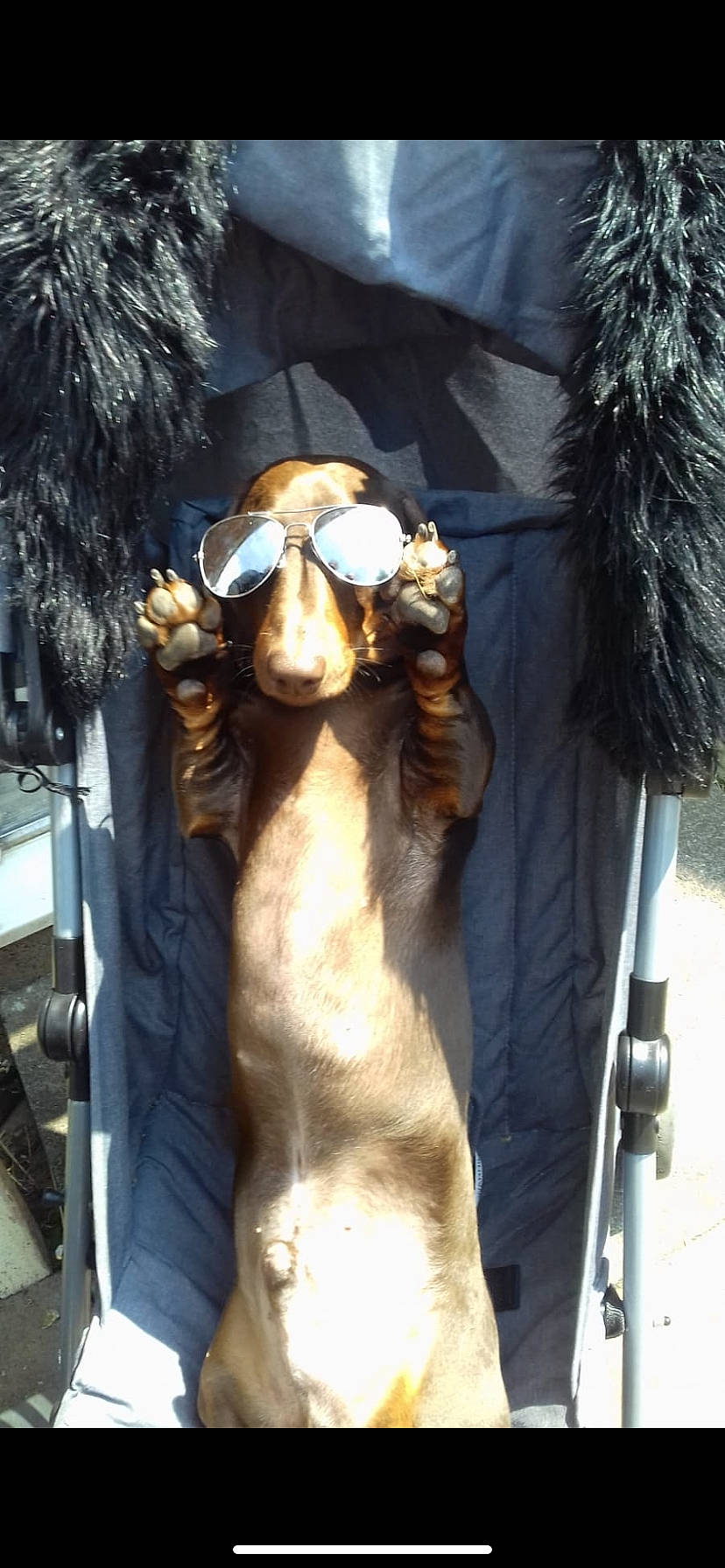Arthur is registered to the contest to win money with this photo: beard, companion_dog, dog_breed, event, eyewear, facial_hair, fashion_accessory, fashion_design, fawn, fur, fur_clothing, glasses, goggles, metal, moustache, snout, sporting_group, sunglasses, vision_care, working_animal