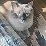 cat, blue_eyes, fluffy, indoor, sunlight, rug, whiskers, feline, cozy, patterned_rug, relaxed, pet, closeup, soft_fur, domestic_animal, resting, warm_light, texture, animal, home