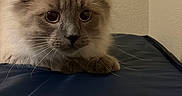 Stewie is registered to the contest to win money with this photo: cat, fluffy, indoor, blue_surface, beige_wall, whiskers, ears, pets, feline, curious_eyes, closeup, resting, cute, animal, domestic, soft_fur, portrait, looking, laying, calm