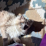 Stewie joined the competition — help win amazing prizes! cat, fluffy, blue_eyes, carpet, patterned, shadow, sunlight, indoor, purple_fabric, cozy, pet, animal, whiskers, relaxed, feline, soft, playful, close_up, texture, light_and_shadow
