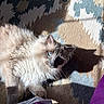 cat, fluffy, blue_eyes, carpet, patterned, shadow, sunlight, indoor, purple_fabric, cozy, pet, animal, whiskers, relaxed, feline, soft, playful, close_up, texture, light_and_shadow