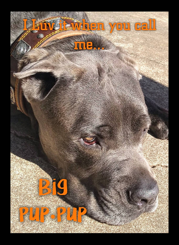 Dino is registered to the contest to win money with this photo: american_pit_bull_terrier, american_staffordshire_terrier, ancient_dog_breeds, bandog, bully_kutta, cane_corso, canidae, carnivore, cordoba_fighting_dog, dog, dog_breed, great_dane, guard_dog, mammal, molosser, non_sporting_group, photo_caption, snout, vertebrate