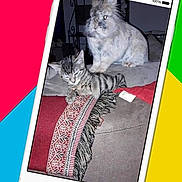 Cesar participe au concours pour gagner de l'argent avec cette photo : cat, cat_like_mammal, electronic_device, font, gadget, mobile_phone, photo_caption, portable_communications_device, small_to_medium_sized_cats, technology, whiskers