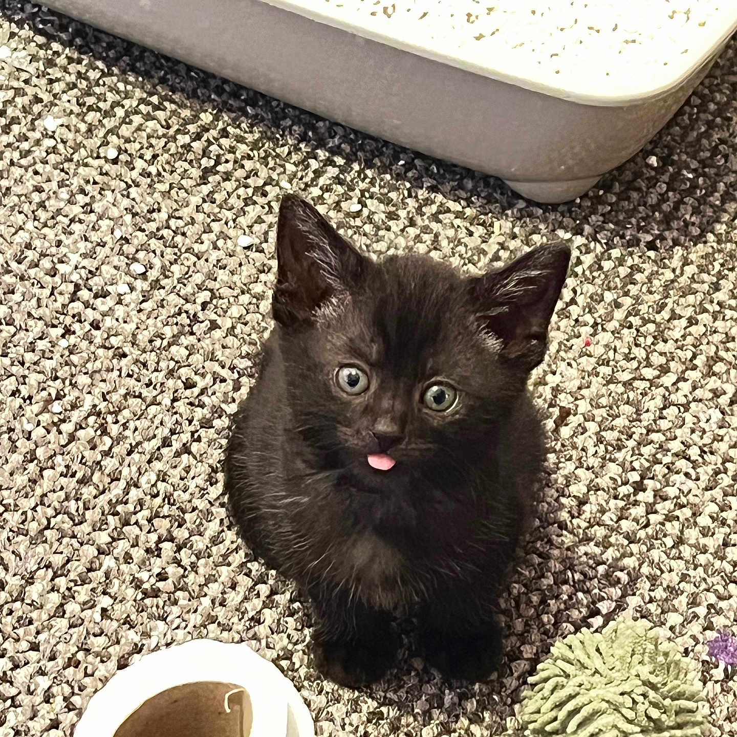 Binx is registered to the contest to win money with this photo: animal, black_cat, carpet, closeup, curious, cute, domestic, feline, floor, furry, indoor, kitten, looking_up, pet, playful, small, toilet_paper, tongue_out, toy, young