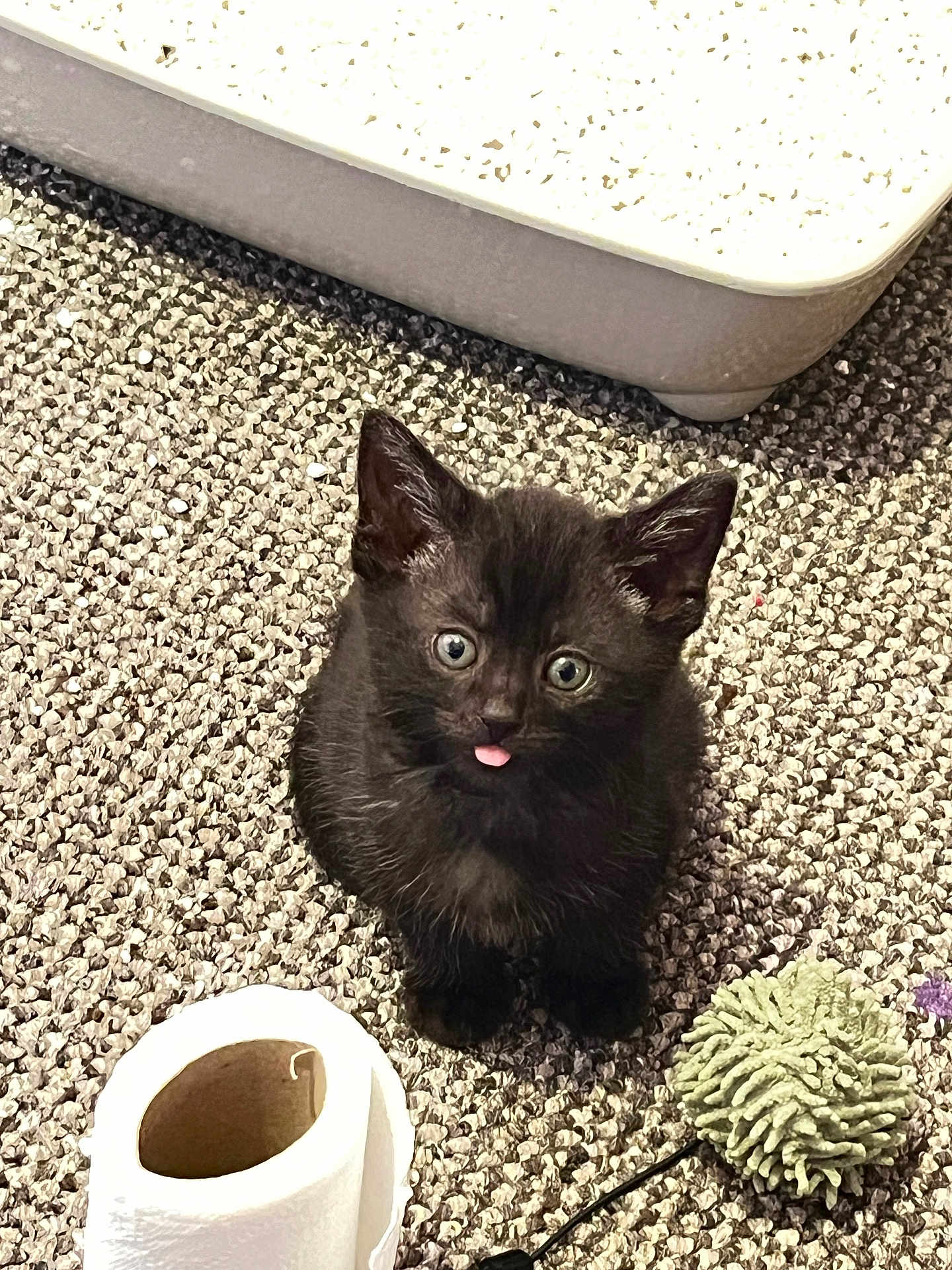 Binx is registered to the contest to win money with this photo: kitten, black_cat, carpet, toy, toilet_paper, indoor, pet, cute, small, furry, playful, animal, young, looking_up, tongue_out, floor, domestic, feline, closeup, curious