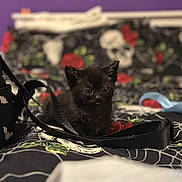 Binx is registered to the contest to win money with this photo: kitten, black_cat, bedspread, skulls, roses, spiderwebs, black_strap, blue_ribbon, indoor, cute, small, pet, animal, feline, young, curious, sitting, soft_focus, purple_wall, decor