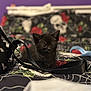 kitten, black_cat, bedspread, skulls, roses, spiderwebs, black_strap, blue_ribbon, indoor, cute, small, pet, animal, feline, young, curious, sitting, soft_focus, purple_wall, decor