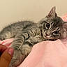 Dior joined the competition — help win amazing prizes! cat, kitten, gray_cat, fluffy, pet, cute, lying_down, paw, human_hand, pink_blanket, indoor, close_up, fur, whiskers, ears, eyes, relaxed, soft_texture, animal, companion