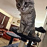 cat, kitten, gray_tabby, cat_tree, indoor, living_room, furniture, curious, pet, animal, whiskers, ears, paws, soft_fur, close_up, young_cat, domestic_cat, home, cozy, sitting