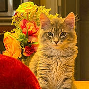 Dior joined the competition — help win amazing prizes! cat, tabby_cat, flower_bouquet, indoor, furniture, table, red_object, yellow_flower, orange_flower, greenery, pet, fur, cute, animal, domestic_animal, portrait, warm_lighting, closeup, feline, cozy