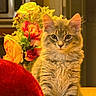 cat, tabby_cat, flower_bouquet, indoor, furniture, table, red_object, yellow_flower, orange_flower, greenery, pet, fur, cute, animal, domestic_animal, portrait, warm_lighting, closeup, feline, cozy