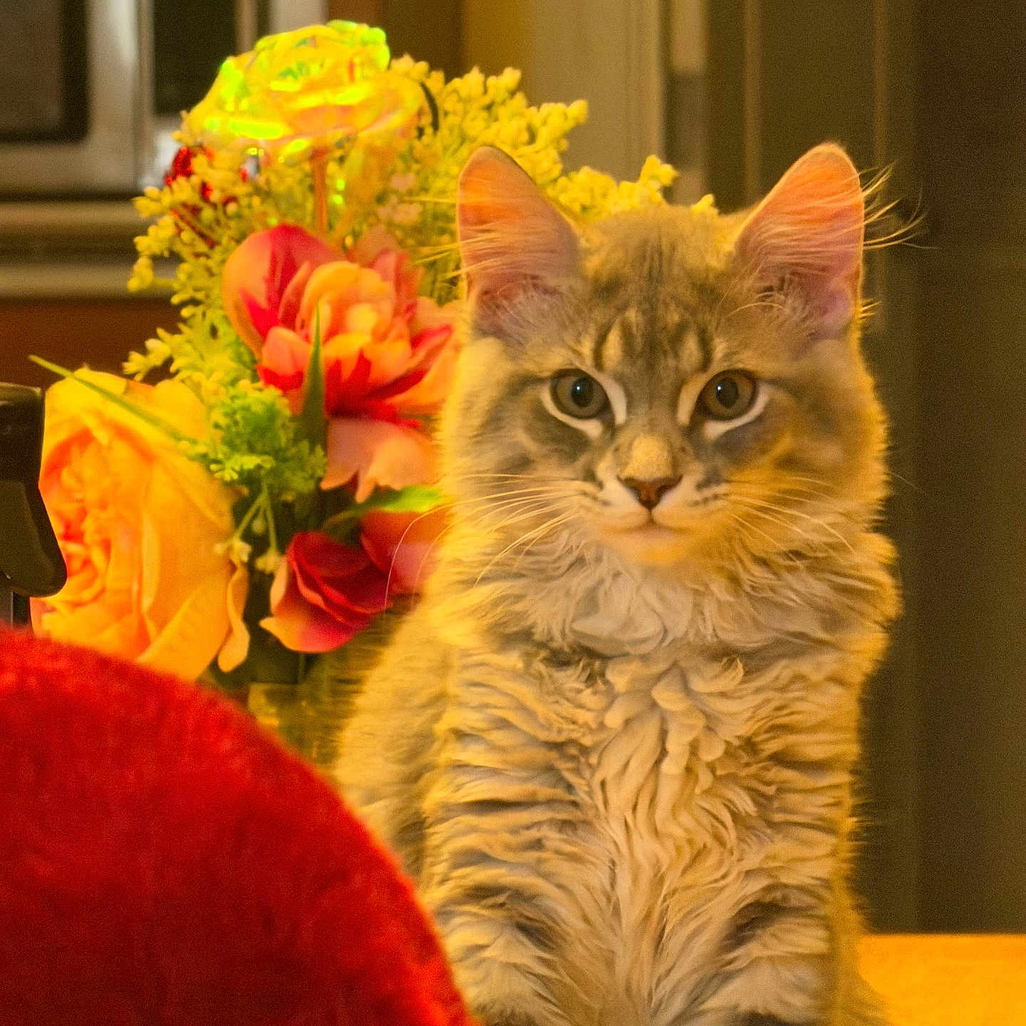 Dior joined the competition — help win amazing prizes! cat, tabby_cat, flower_bouquet, indoor, furniture, table, red_object, yellow_flower, orange_flower, greenery, pet, fur, cute, animal, domestic_animal, portrait, warm_lighting, closeup, feline, cozy