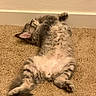 Dior joined the competition — help win amazing prizes! cat, tabby_cat, lying_down, carpet, indoor, relaxed, fluffy, pet, animal, feline, sleeping, resting, cute, soft_fur, paws, whiskers, ears, domestic_cat, cozy, calm
