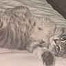 cat, tabby, gray_cat, pet, bed, lying_down, fur, whiskers, cute, indoor, animal, feline, relaxed, looking_at_camera, paw, striped, soft, cozy, resting, household