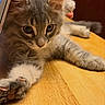 cat, kitten, gray_tabby, feline, paw, wooden_table, curious, close_up, indoor, pet, young_animal, whiskers, ears, fur, claws, relaxed, stretching, cute, animal, domestic
