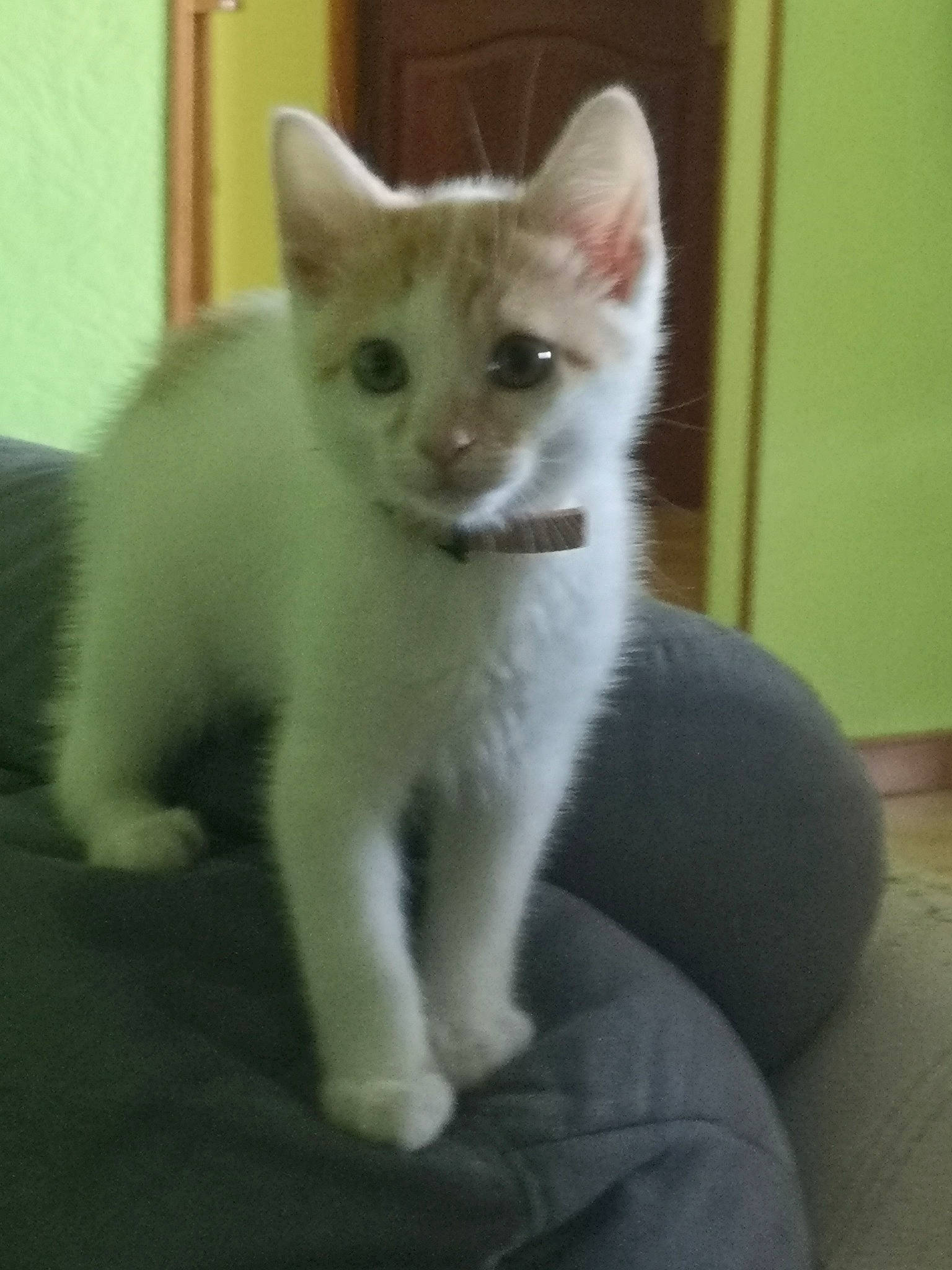 Flocons participe au concours pour gagner de l'argent avec cette photo : carnivore, cat, domestic_short_haired_cat, eye, fawn, felidae, fur, head, iris, paw, small_to_medium_sized_cats, snout, tail, terrestrial_animal, whiskers