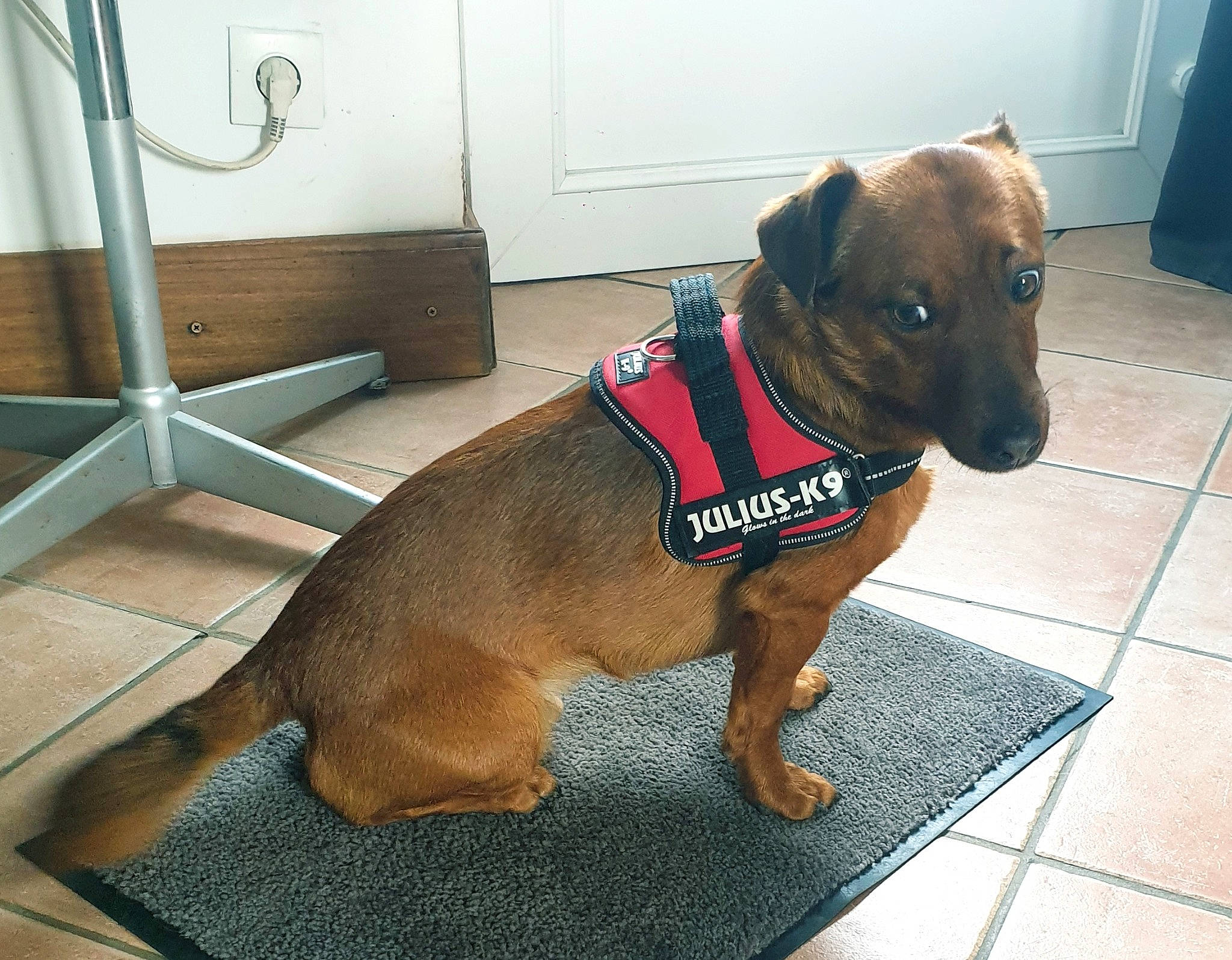 Osky participe au concours pour gagner de l'argent avec cette photo : canidae, carnivore, companion_dog, dachshund, dog, dog_breed, dog_collar, ear, fawn, floor, flooring, mammal, patterdale_terrier, potcake_dog, puppy, rare_breed_dog, snout