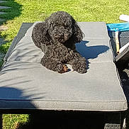 Tommy a rejoint le concours — aidez-le/la à gagner de superbes lots ! dog, curly_hair, black_dog, lounging, outdoor_furniture, chaise_lounge, grass, garden, sunlight, shadow, pine_cone, relaxed, pet, canine, nature, shrubbery, daylight, summer, backyard, resting