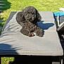 dog, curly_hair, black_dog, lounging, outdoor_furniture, chaise_lounge, grass, garden, sunlight, shadow, pine_cone, relaxed, pet, canine, nature, shrubbery, daylight, summer, backyard, resting