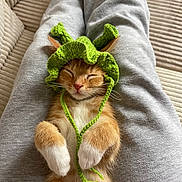 Bidon participe au concours pour gagner de l'argent avec cette photo : kitten, cat, sleeping, orange_cat, white_paws, knitted_hat, green_hat, cute, pet, lap, cozy, relaxed, indoor, furry, adorable, small_animal, resting, soft_fur, human_legs, casual_clothing