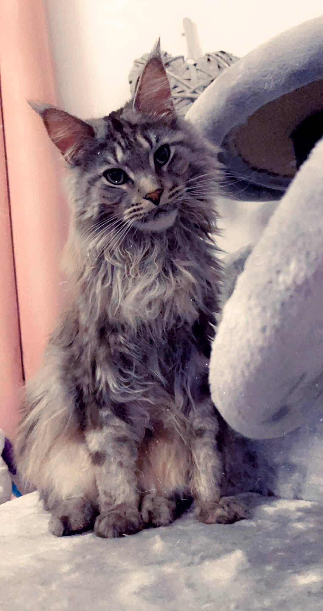 Ahtohallan participe au concours pour gagner de l'argent avec cette photo : carnivore, cat, claw, comfort, domestic_short_haired_cat, felidae, freezing, fur, grey, maine_coon, monochrome_photography, paw, sitting, small_to_medium_sized_cats, snout, snow, tail, whiskers, winter