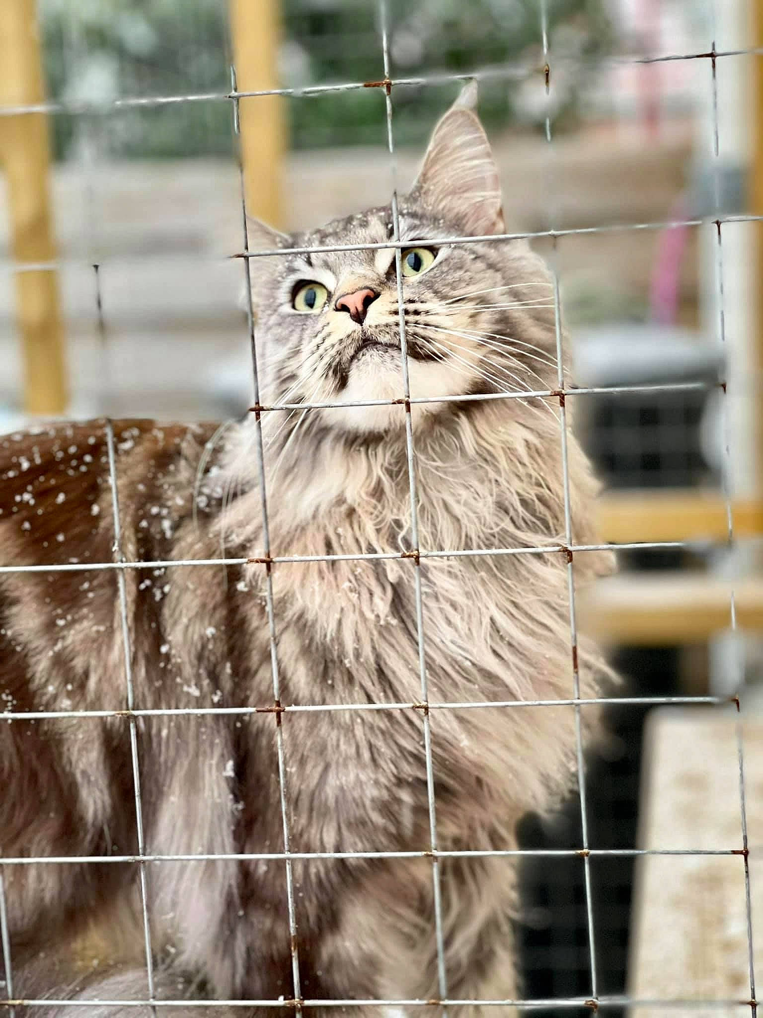 Ahtohallan a rejoint le concours — aidez-le/la à gagner de superbes lots ! animal_shelter, carnivore, cat, domestic_short_haired_cat, fawn, felidae, fence, fur, grass, maine_coon, mammal, pet_supply, plant, small_to_medium_sized_cats, snout, terrestrial_animal, tree, whiskers, wildlife, wood