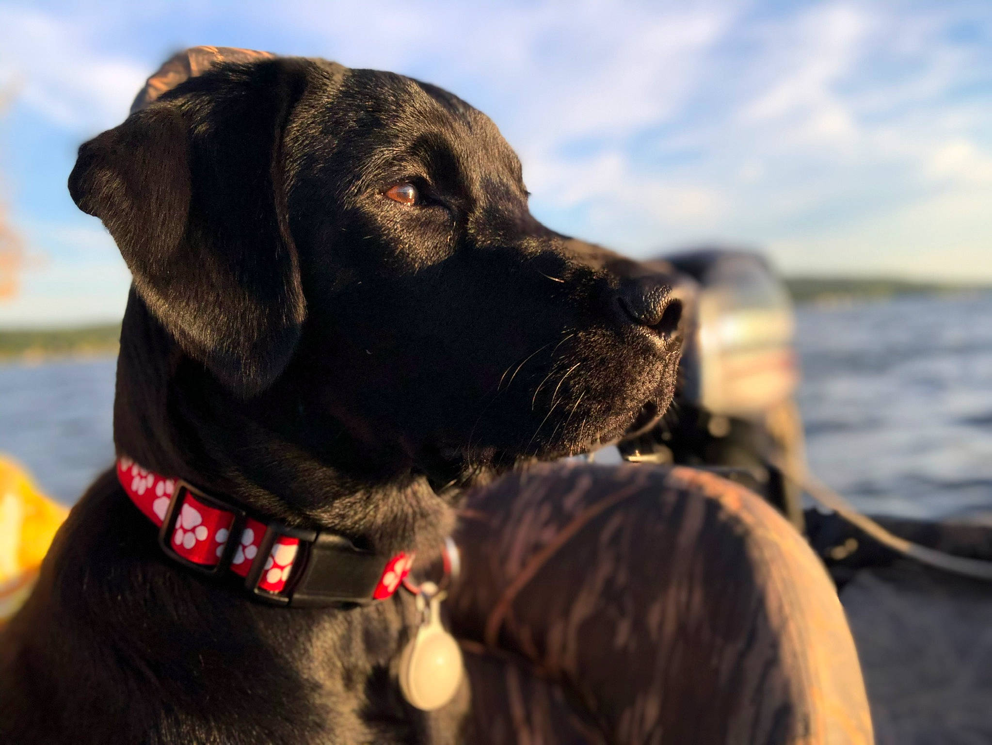 Gunner is registered to the contest to win money with this photo: canidae, carnivore, collar, dog, dog_breed, dog_collar, hunting_dog, labrador_retriever, mammal, pointing_breed, rare_breed_dog, retriever, snout, sporting_group, vertebrate