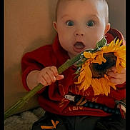 Frank is registered to the contest to win money with this photo: baby, child, sunflower, flower, red_hoodie, curious, surprised, indoor, person, cute, expression, hand, plant, nature, face, young, sitting, clothing, bright, portrait