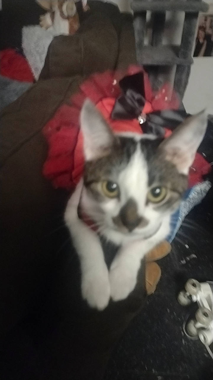 Nala is registered to the contest to win money with this photo: audio_equipment, carmine, carnivore, cat, domestic_short_haired_cat, eye, felidae, fur, paw, photo_caption, small_to_medium_sized_cats, snout, tail, whiskers