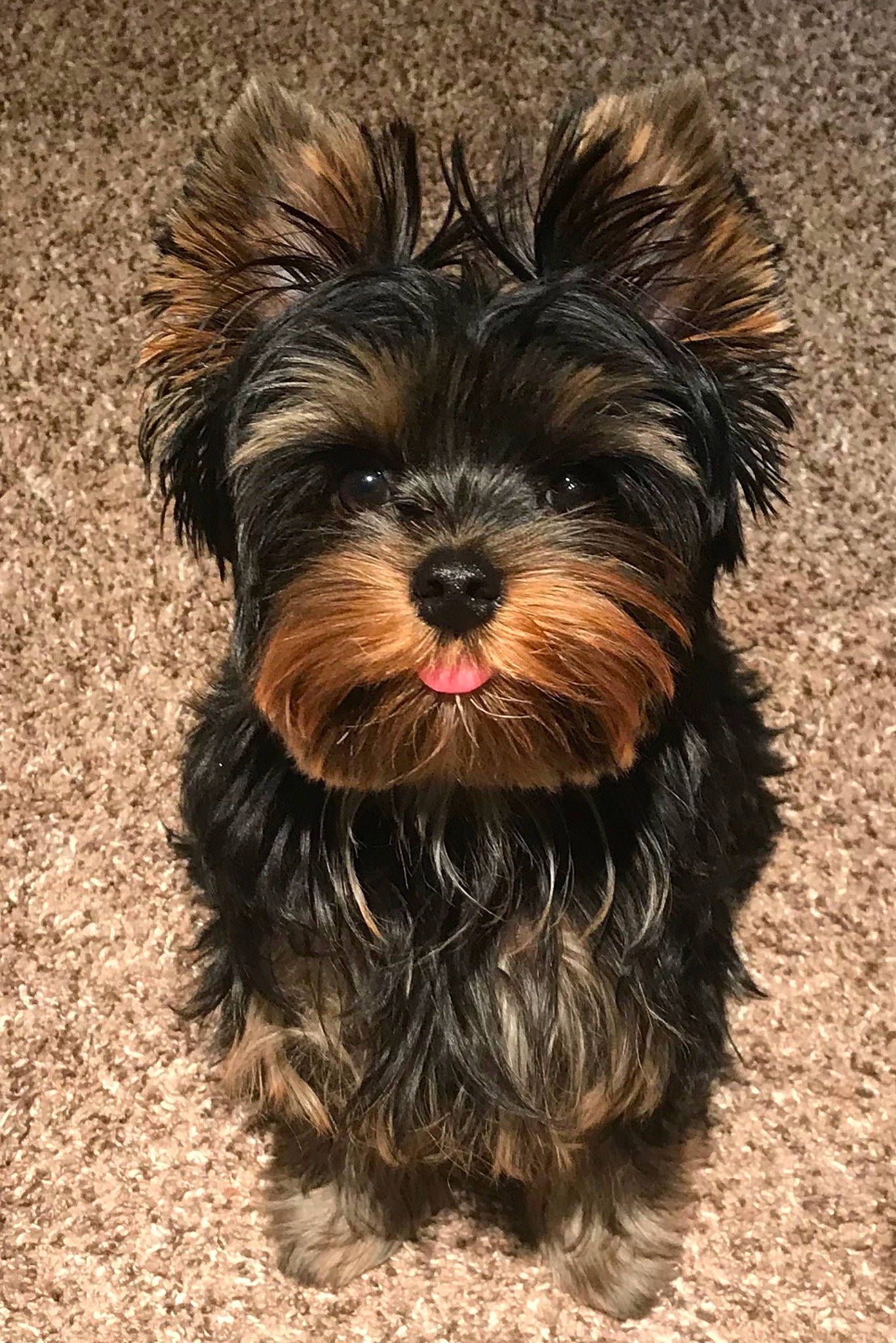 Wrangler is registered to the contest to win money with this photo: biewer_terrier, canidae, carnivore, companion_dog, dog, dog_breed, dog_supply, fur, liver, small_terrier, snout, soil, sporting_group, terrestrial_animal, terrier, toy_dog, water_dog, working_animal, yorkipoo, yorkshire_terrier