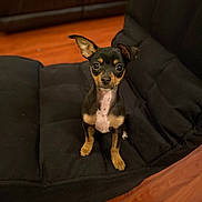 Romeo is registered to the contest to win money with this photo: alert, animal, black_coat, brown_markings, chair, companion, cushion, cute, dog, domestic_animal, ears_up, fur, indoor, looking_up, pet, puppy, sitting, small_dog, wood_floor, young_dog