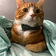 Lucious joined the competition — help win amazing prizes! cat, ginger_cat, bow_tie, pet, animal, feline, whiskers, ears, fur, cute, domestic_cat, relaxed, indoor, blanket, teal, cozy, close_up, portrait, curious, paw