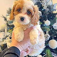 Rodney joined the competition — help win amazing prizes! adorable, animal, brown, celebration, christmas_tree, cute, decorations, dog, festive, fluffy, green, hand, holiday, indoors, ornaments, pet, pine_cones, puppy, white, winter